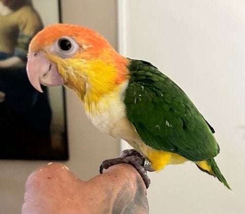 Zeer tamme roestkop caique incl dna 15 weken oud, Meerdere dieren, Papegaai, Tam