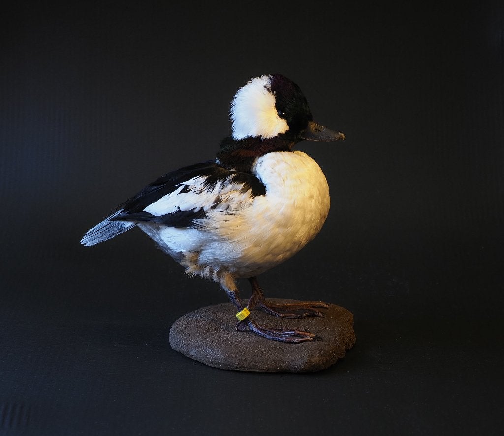 Opgezette Buffelkopeend, Ophalen of Verzenden, Nieuw, Vogel, Opgezet dier