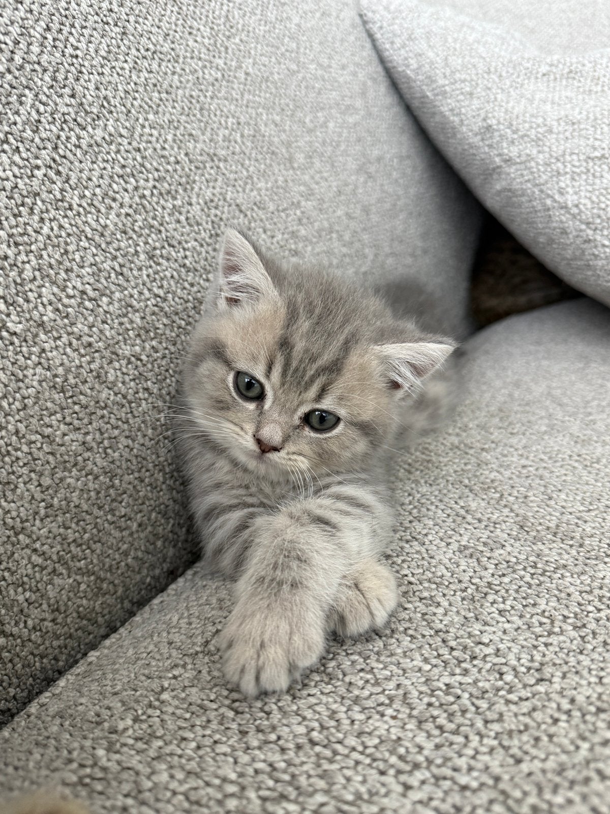 Britse korthaar katertje, Dieren en Toebehoren, Katten en Kittens | Raskatten | Korthaar, Kater, Gechipt