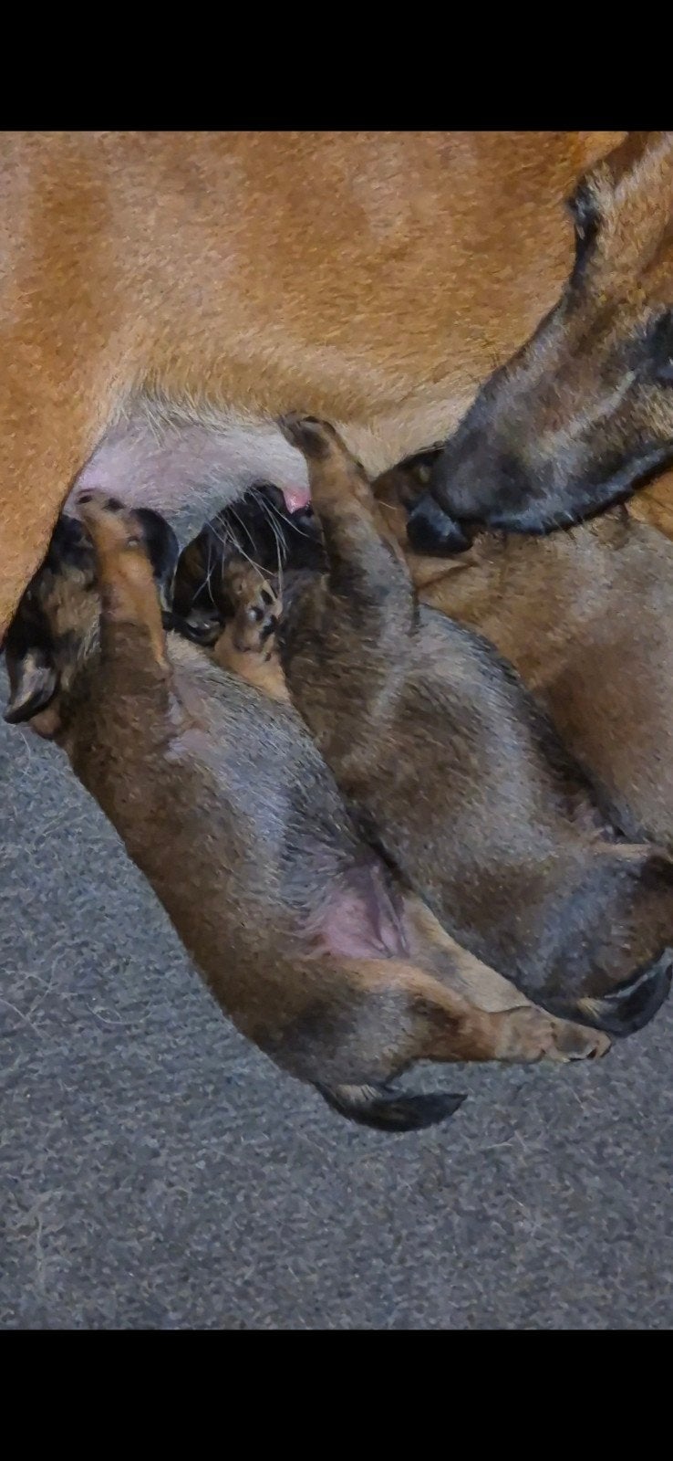 Westfalenterriër pups te koop, Overige rassen, 8 tot 15 weken, Meerdere, Meerdere dieren
