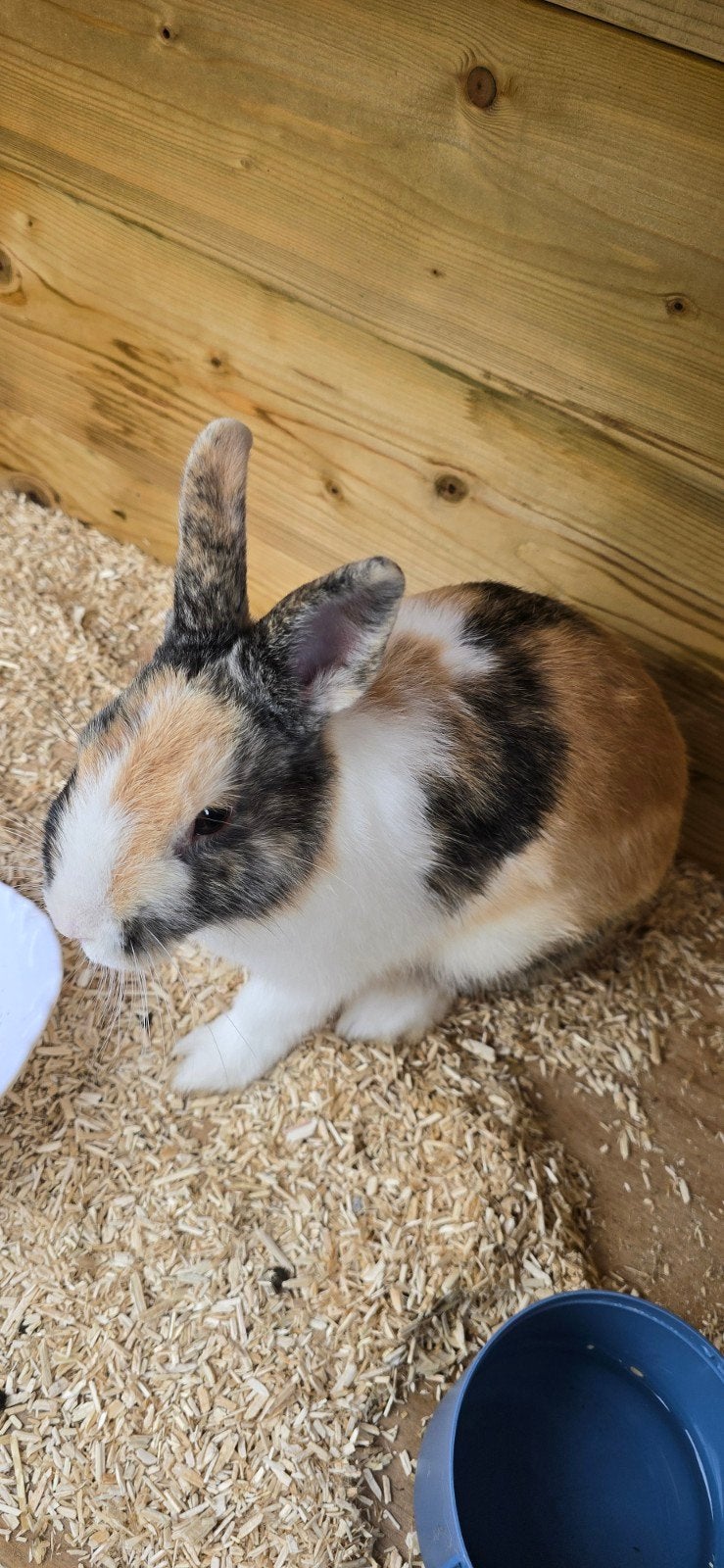 Konijn, Dieren en Toebehoren, Mannelijk, 0 tot 2 jaar