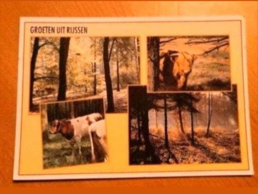 Ansichtkaart Groeten uit Rijssen - Natuur en Dieren, Ophalen of Verzenden, 1980 tot heden, Ongelopen, Overijssel