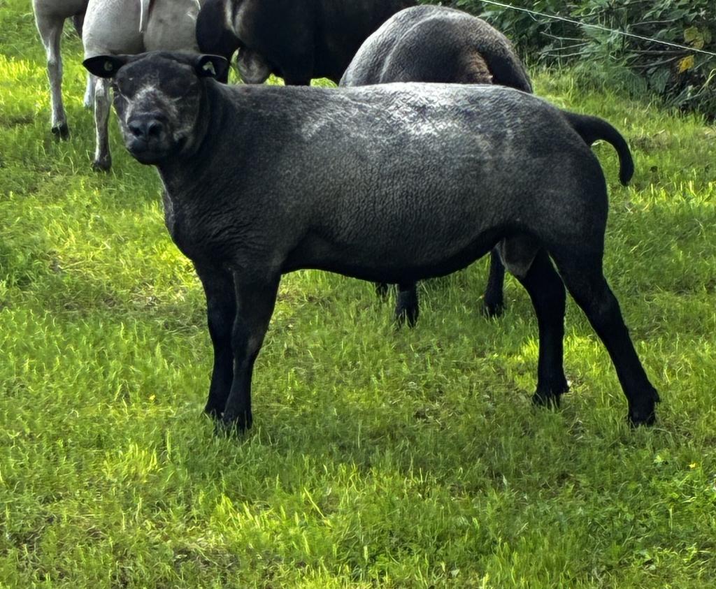 Texelaar Dekrammen, schapenrammen, Dieren en Toebehoren, Mannelijk, Schaap, 0 tot 2 jaar