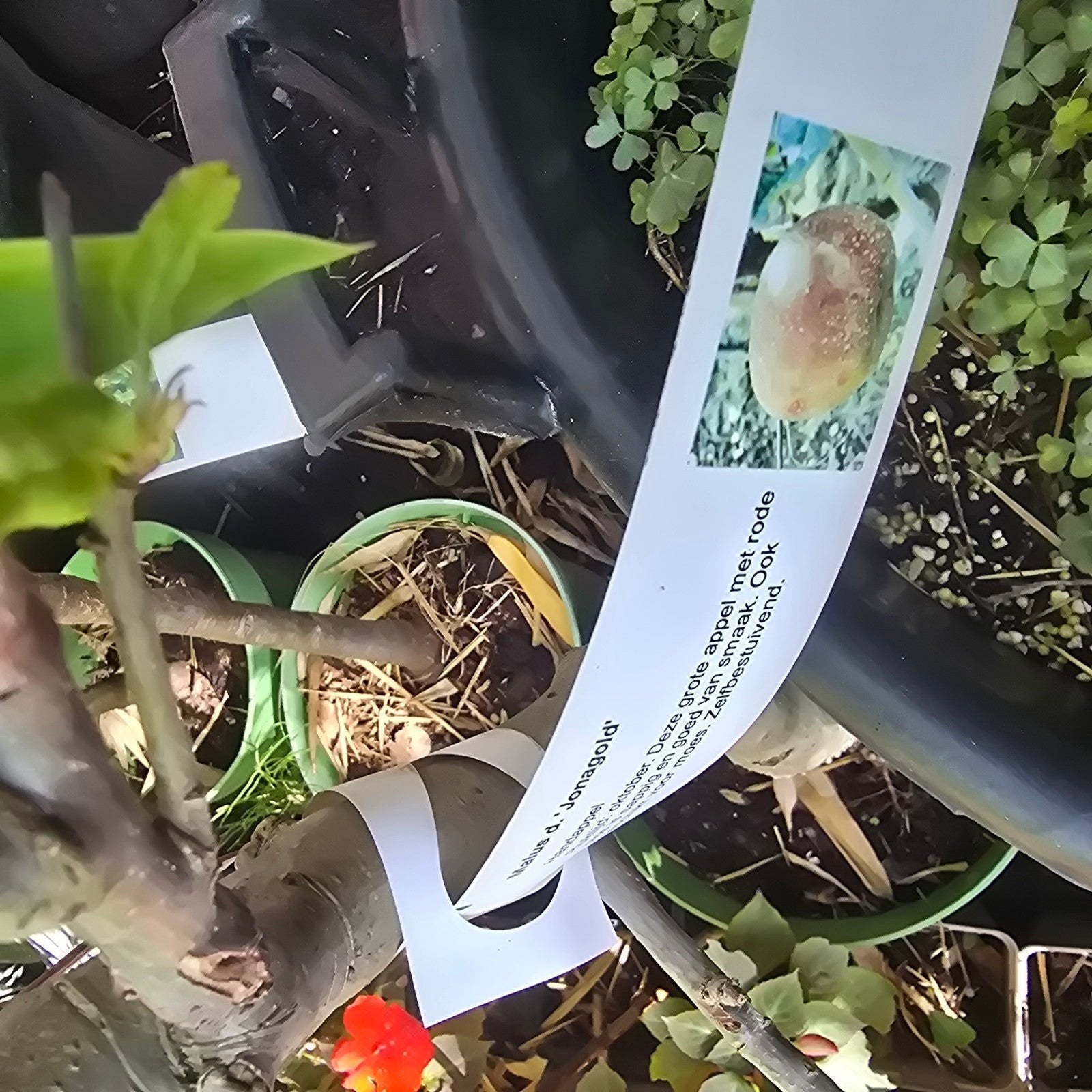 Laatste fruitbomen in pot bij Flowerhut - Op is op!, Ophalen