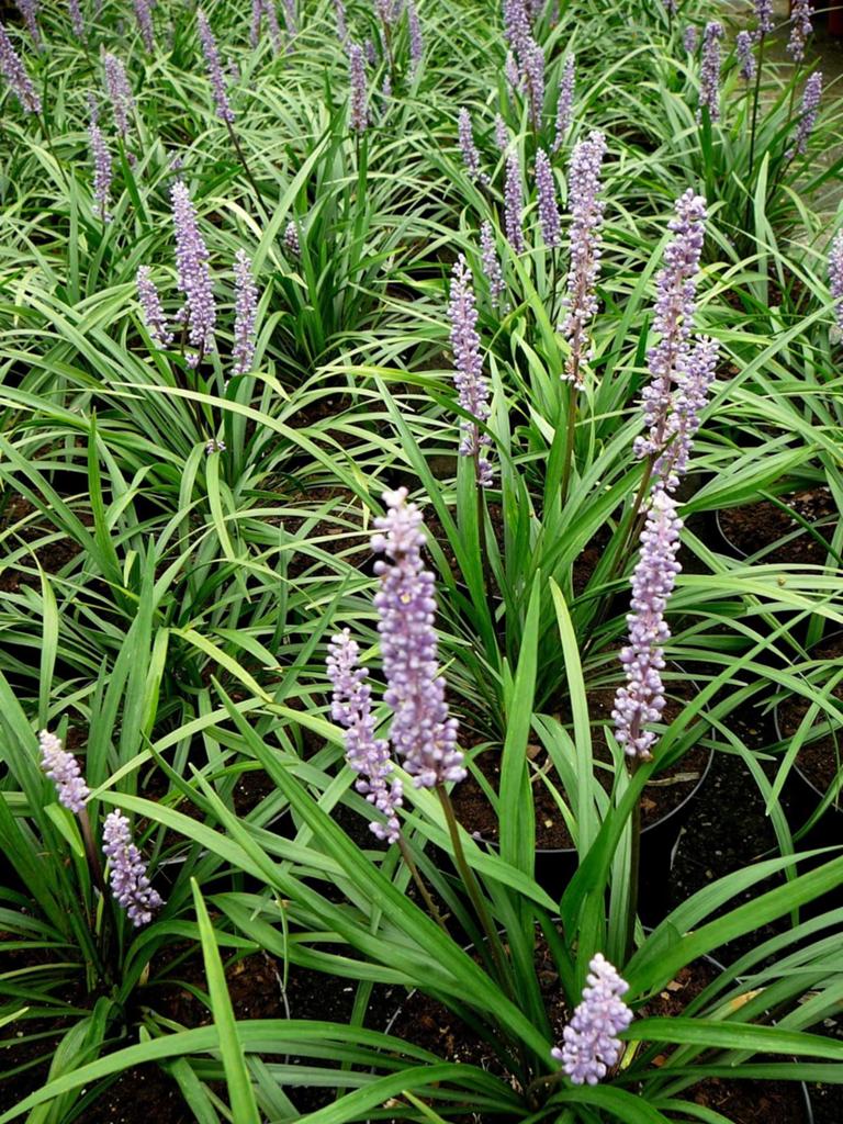 Liriope leliegras, Ophalen of Verzenden, Overige soorten, Volle zon