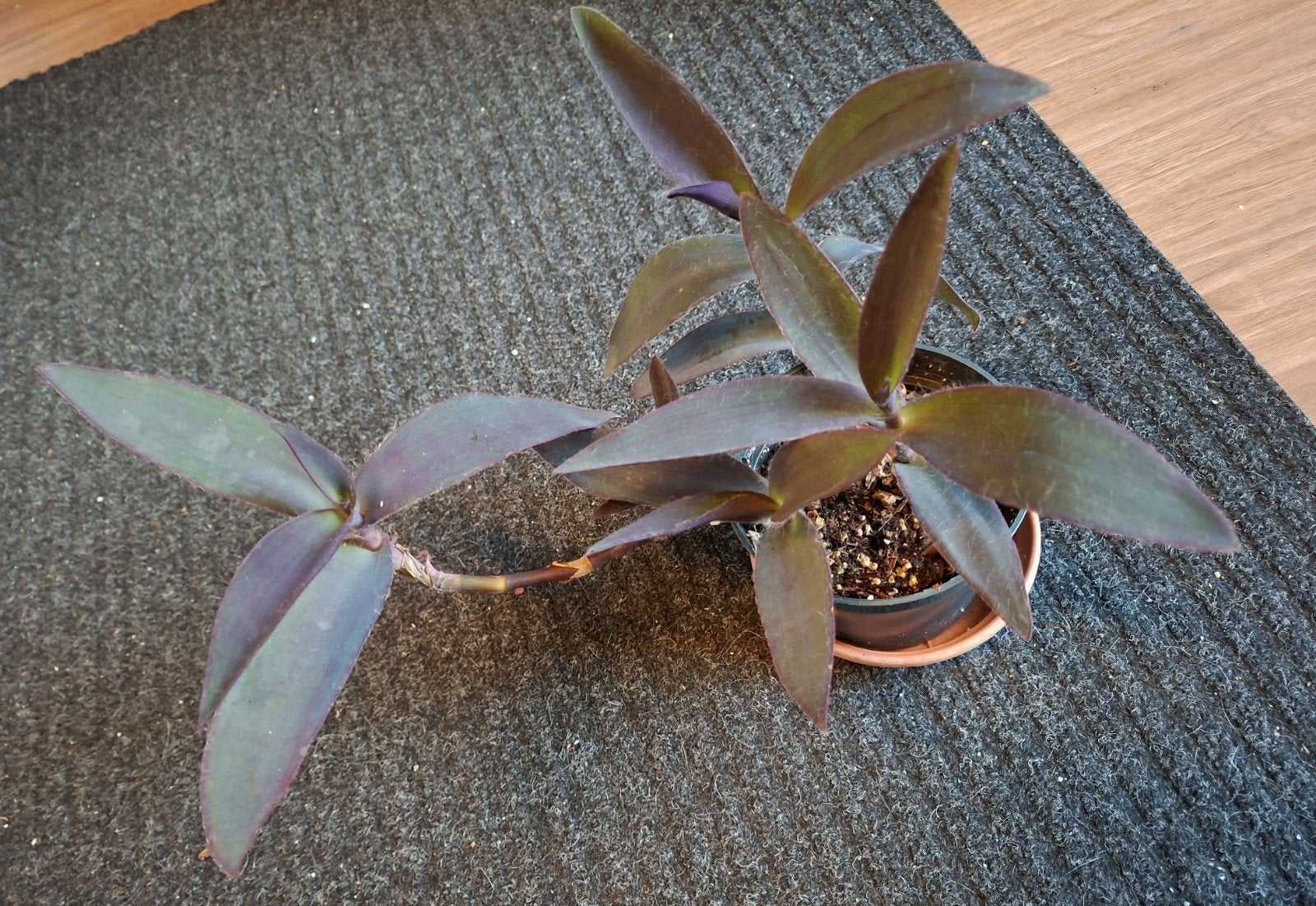 Tradescantia Pallida (Paarse Hart) - Kamerplant 🪴, Ophalen, Overige soorten, Halfschaduw, In pot