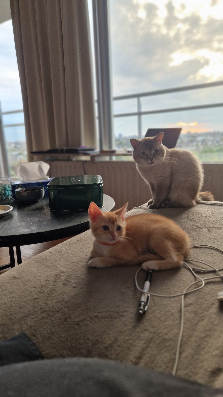 katten en kitten, Kater, Gechipt, 0 tot 2 jaar