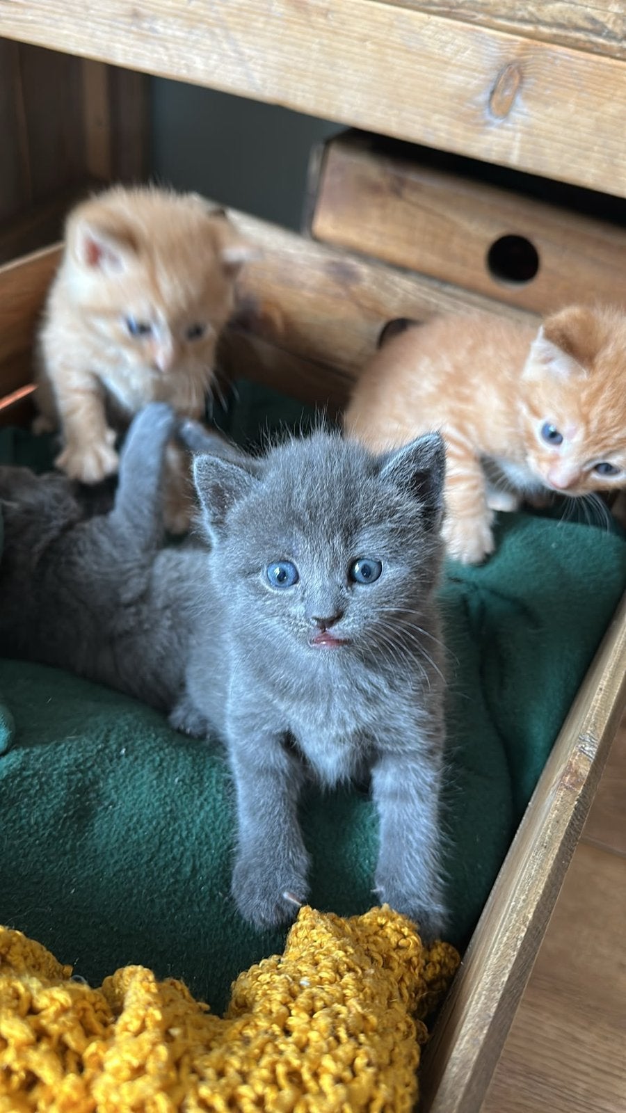4 kittens (2 katers en 2 poesje) - Niet meer beschikbaar, Meerdere dieren, Kortharig, 0 tot 2 jaar