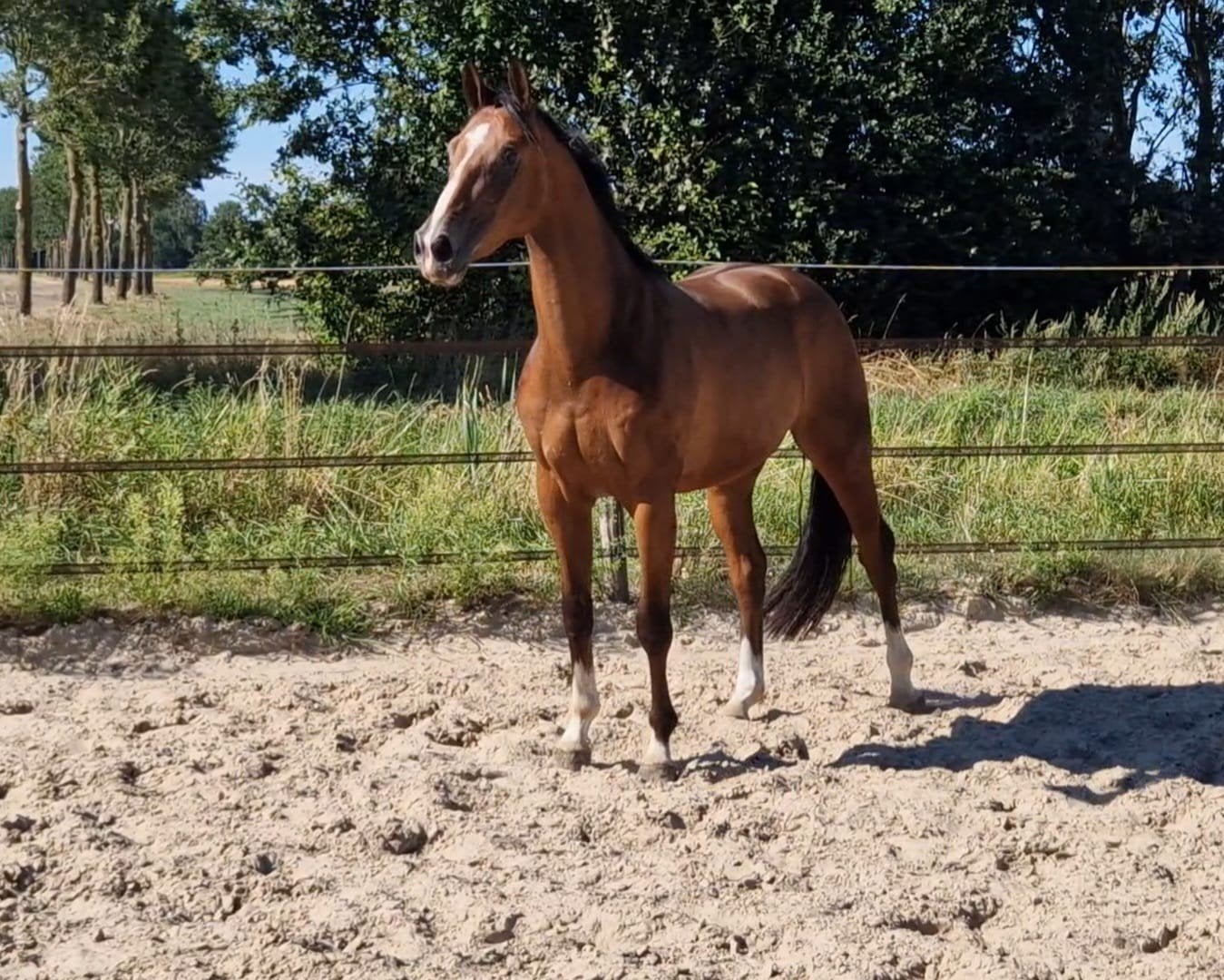 3 jarige ruin, Dieren en Toebehoren, Paarden, Ruin, 160 tot 165 cm, Springpaard, 3 tot 6 jaar