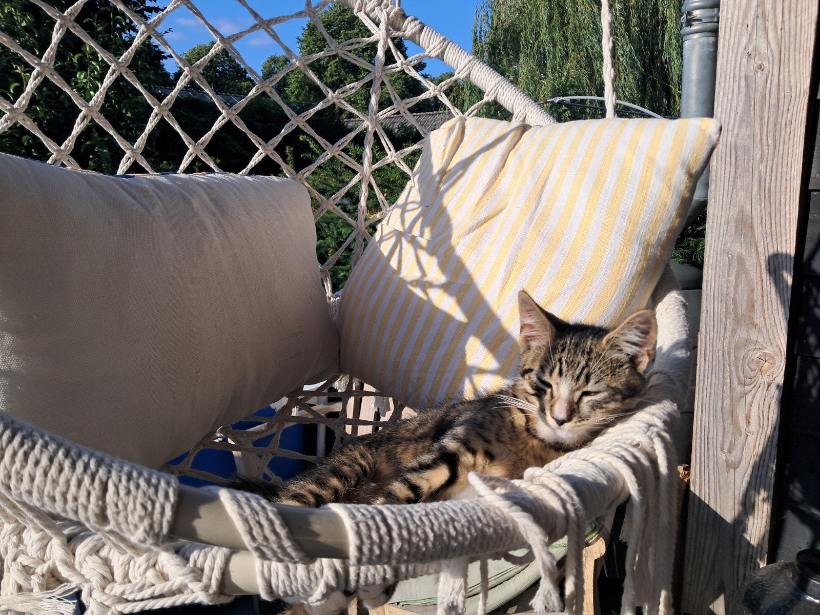 Lieve kitten, Dieren en Toebehoren, Kater, Ontwormd, 0 tot 2 jaar