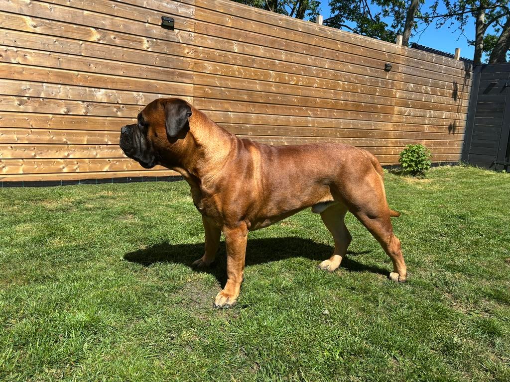 Bullmastiff Bull mastiff pups met stamboom  in de planning, 8 tot 15 weken, Geslacht onbekend, Parvo, Bulldog