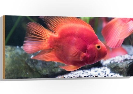 kweekkoppel bewezen 20cm pappagaazcichlide te koop, Vis, Zoetwatervis