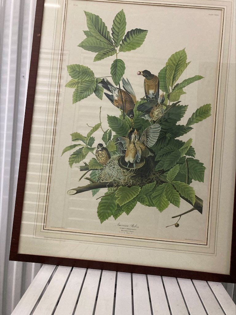 Vogel prenten audubon 3 stuks., Ophalen of Verzenden, Prent, Achter glas