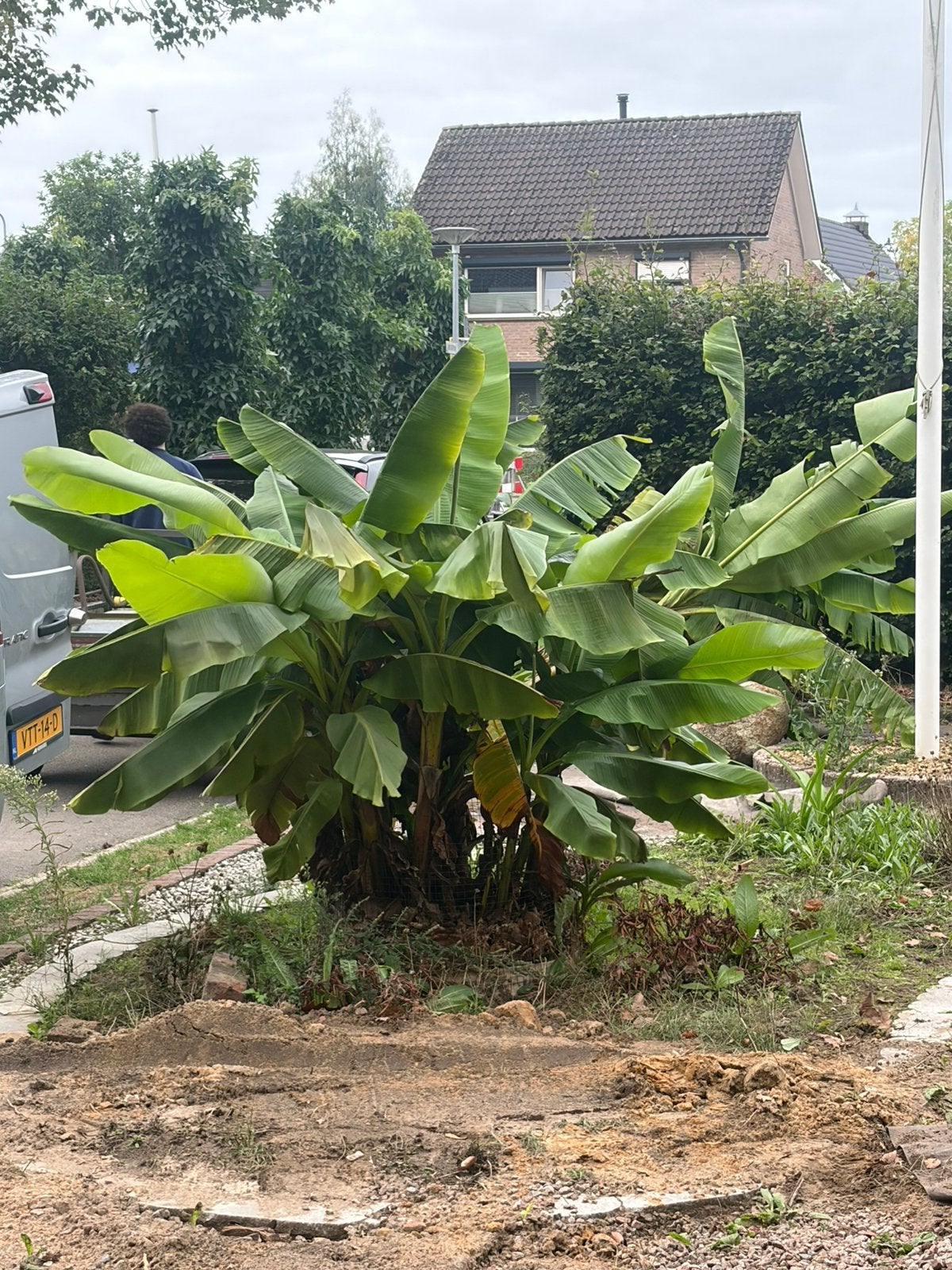 Bananenplant, Ophalen, Volle zon, Overige soorten