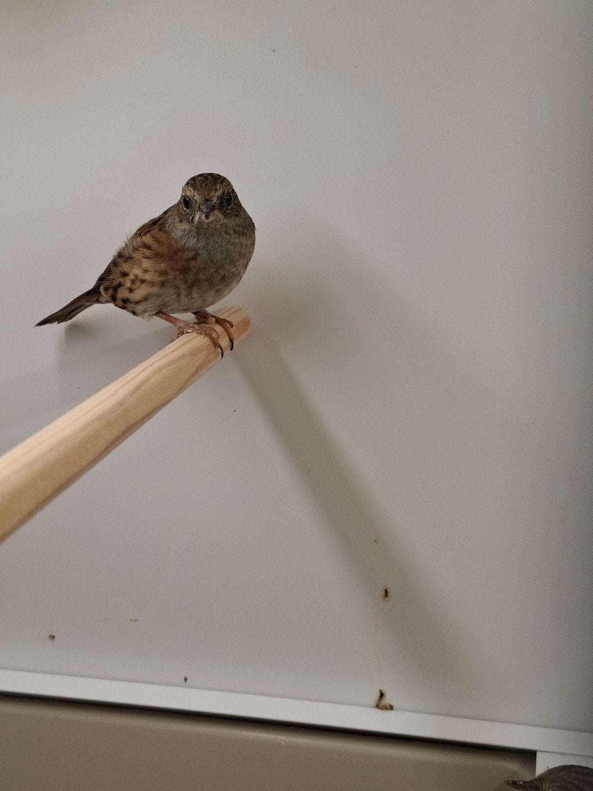 Koppel heggemussen met DNA, Dieren en Toebehoren, Vogels | Overige Vogels, Meerdere dieren, Wildzangvogel, Geringd