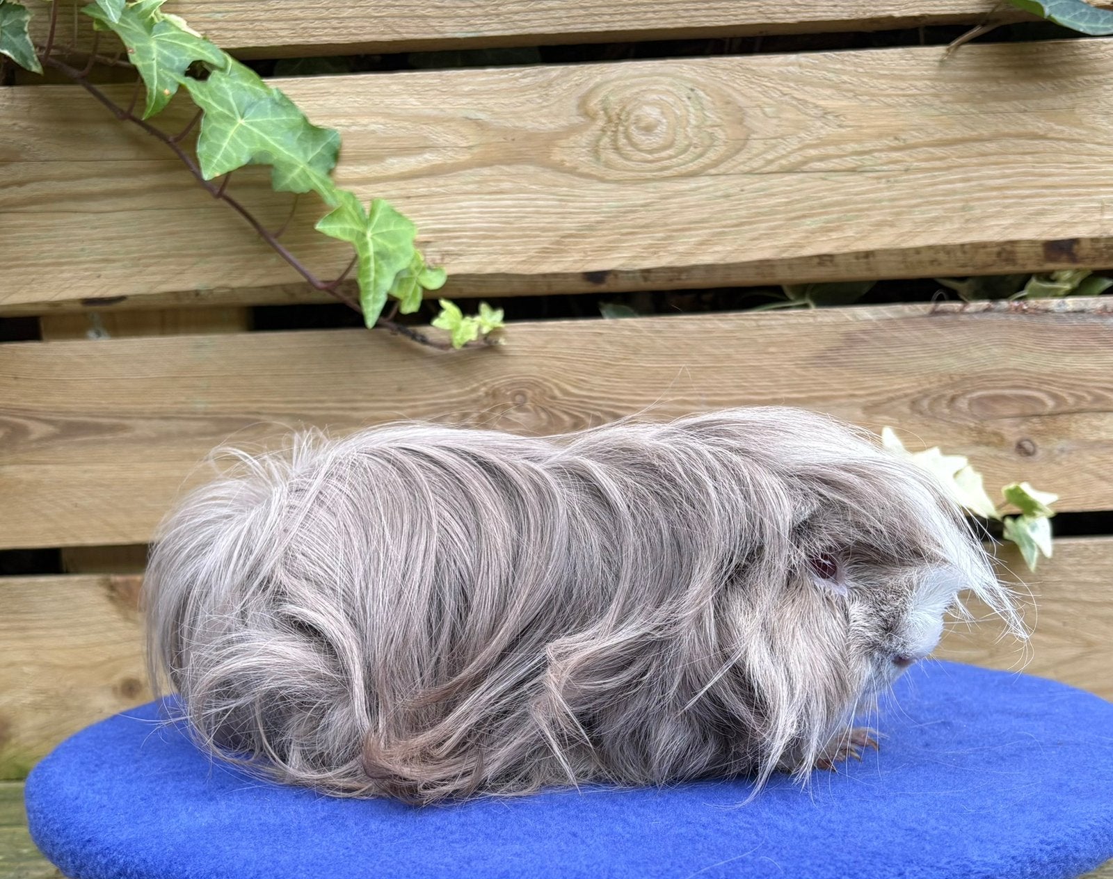 Peruvian Cavia Slate blue, Cavia, April, Mannelijk, Tam