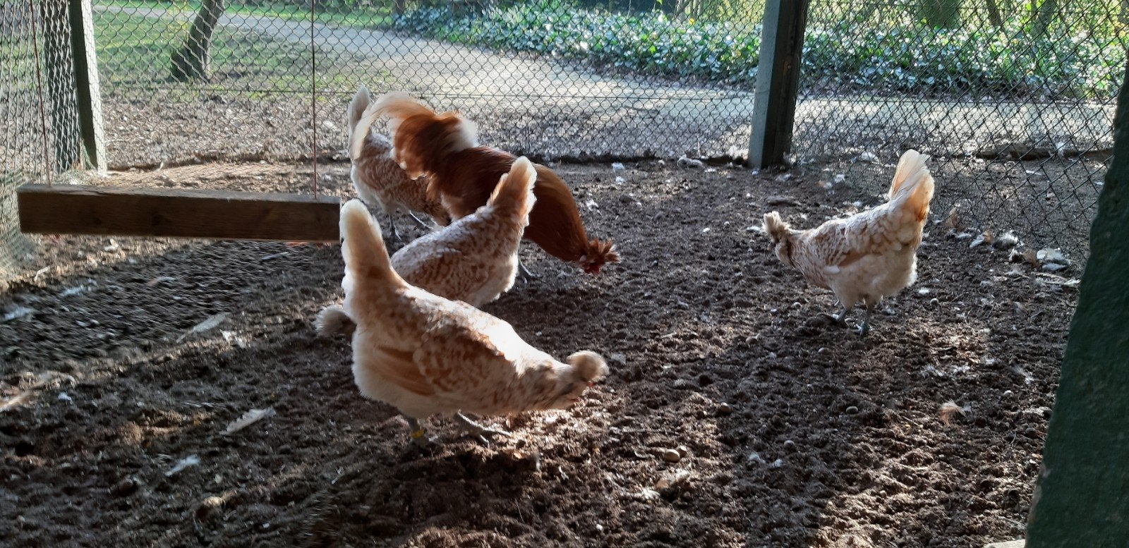 Broedeieren van Oud-Hollandse rassen, Dieren en Toebehoren, Pluimvee, Geslacht onbekend, Kip