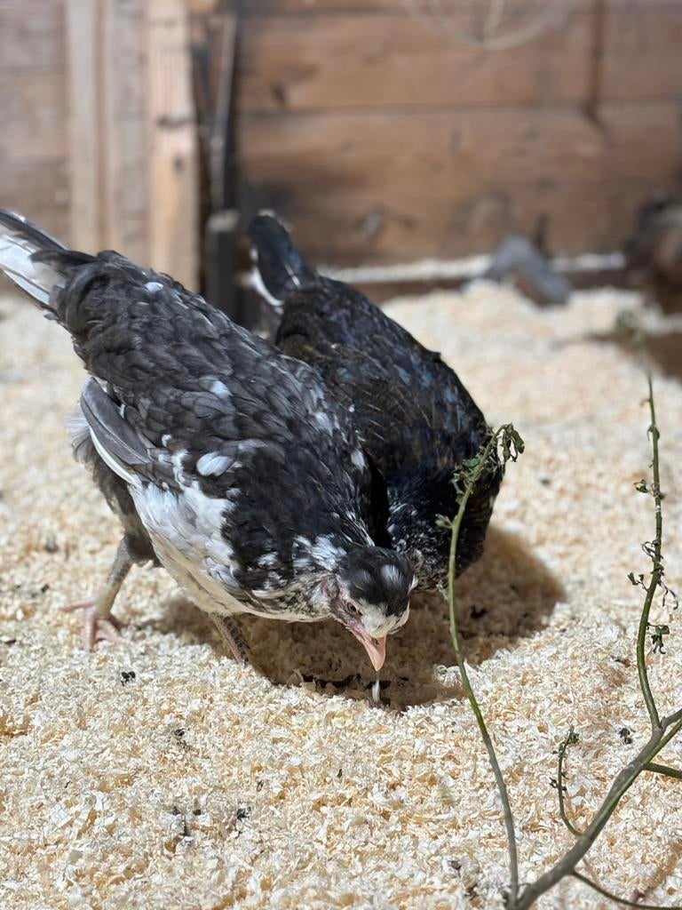 Kippen te koop, Dieren en Toebehoren, Vrouwelijk, Kip