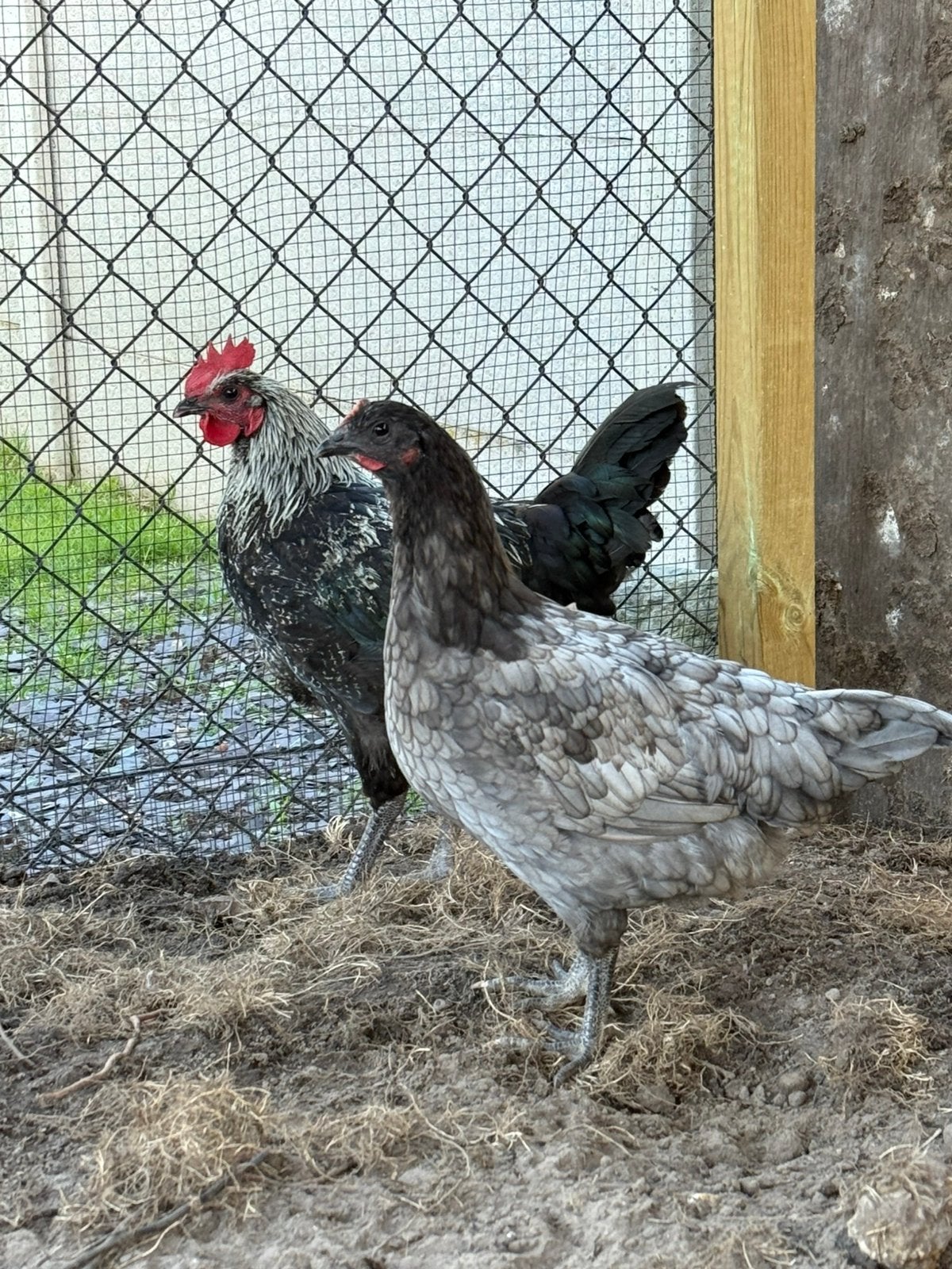 Blue des landes koppel, Meerdere dieren, Kip