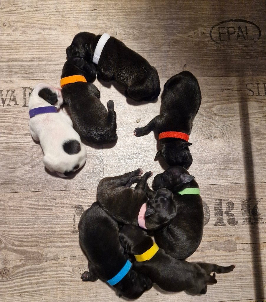 Raszuivere Engelse Stafford pups met stamboom, Particulier, Overige rassen, 8 tot 15 weken, Buitenland