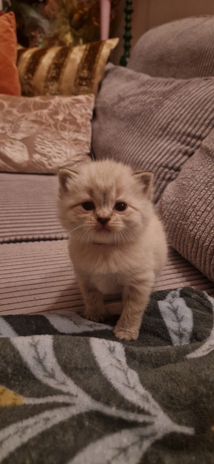 Britse Korthaar/Langhaar kittens Raszuiver Britjes, Meerdere dieren, Kortharig, 0 tot 2 jaar