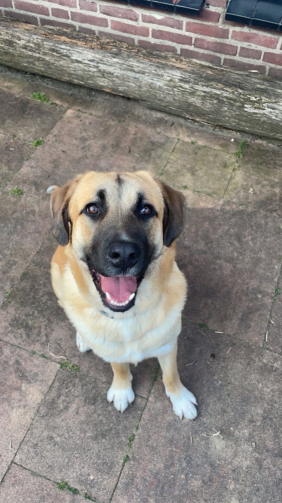 Odin - Golden Retreiver / Portugese Berghond, Golden retriever, Reu, 1 tot 2 jaar, Parvo