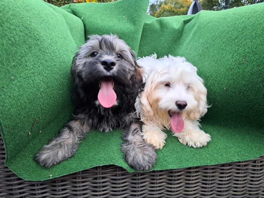 maltipoo pups ,   ( de laatste ), Parvo, Nederland, 15 weken tot 1 jaar, Meerdere