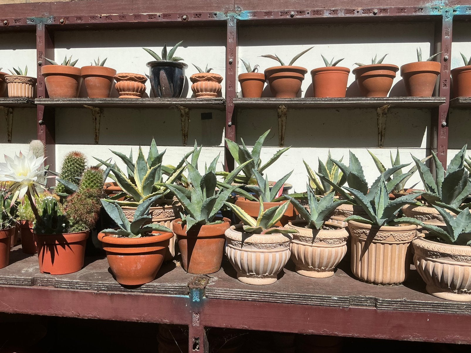 Agaves, Volle zon, Vaste plant, Bloeit niet, Ophalen