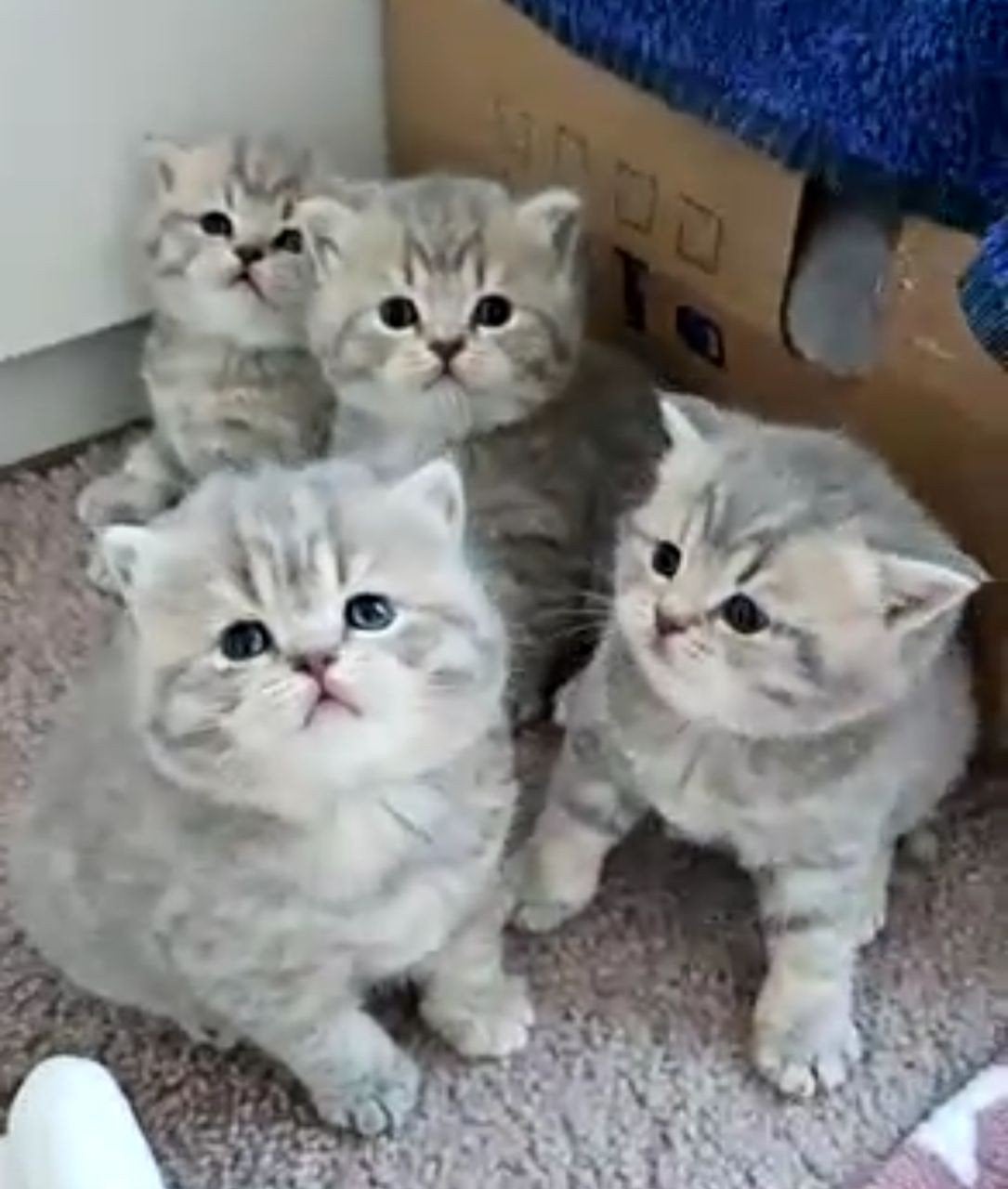 Grijsbeige Britskorthaar kittens, Meerdere dieren, 0 tot 2 jaar