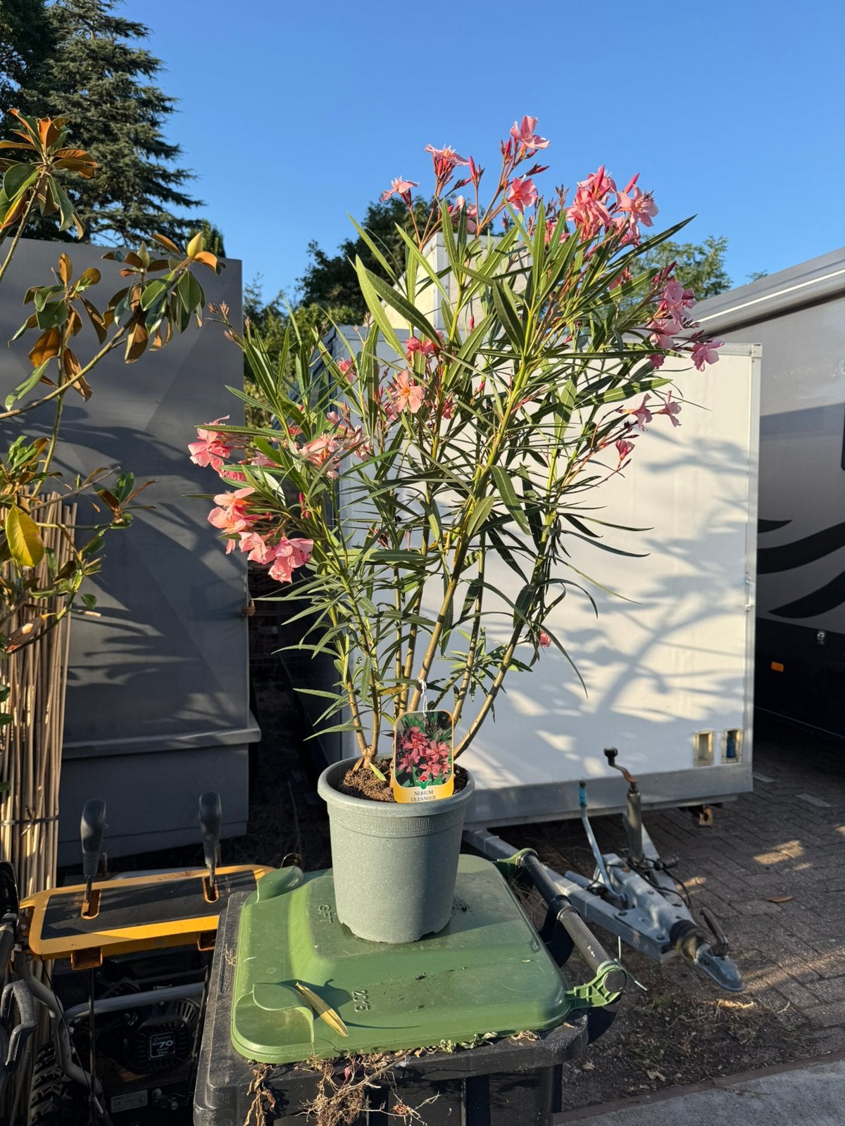 Oleanders grote planten 80/90  4,5 lite pot nu in teteringen, Volle zon, Vaste plant, Zomer, Ophalen