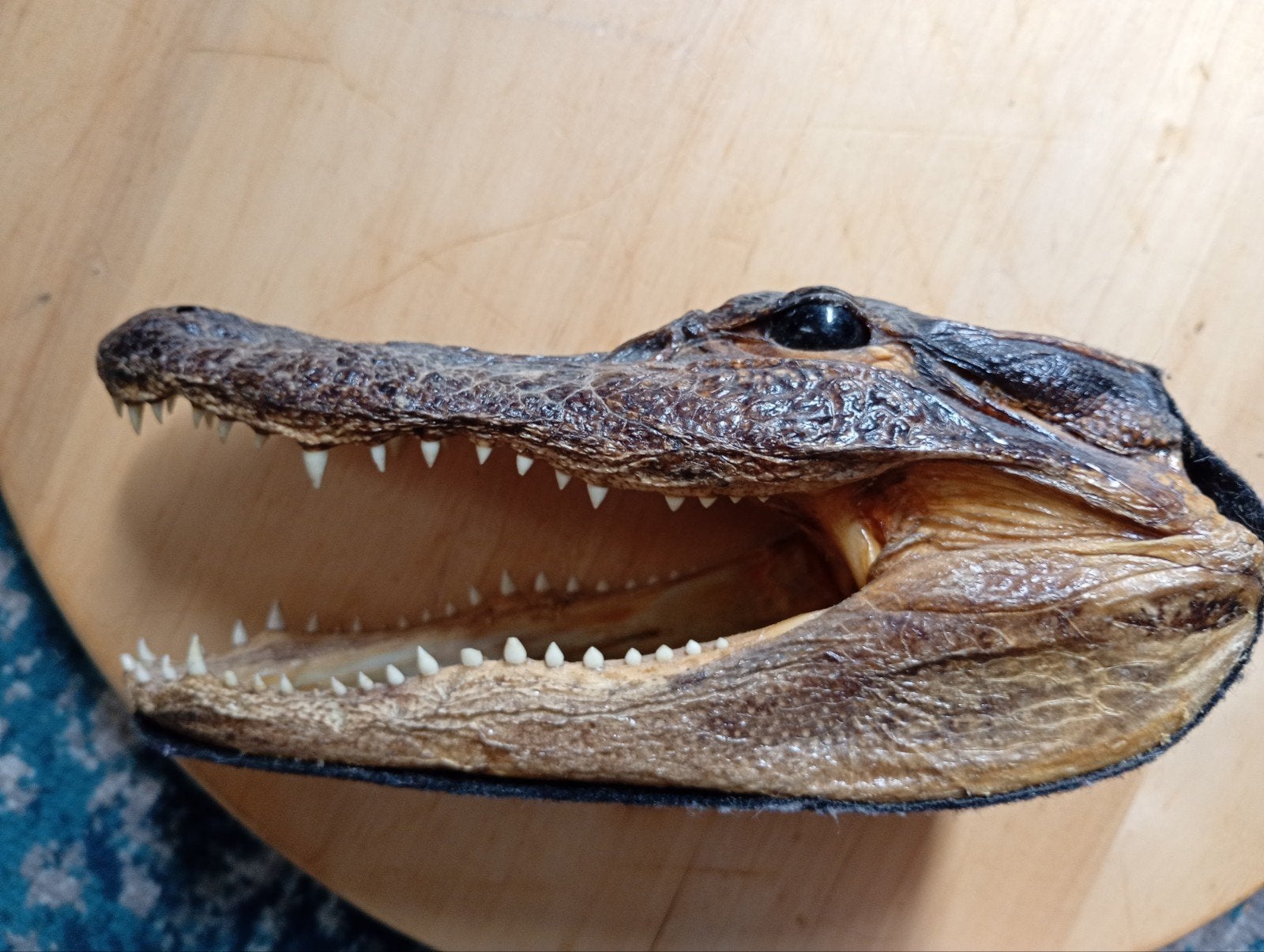 Opgezette Alligator Kop - Curiositeit uit Florida, Ophalen