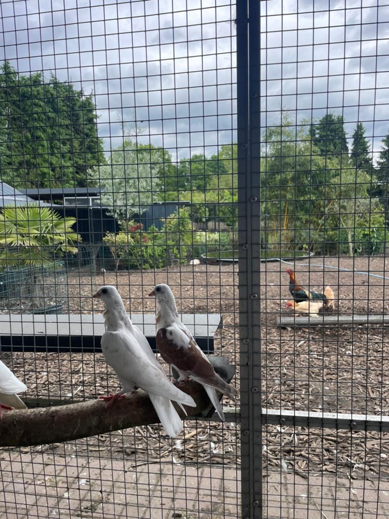Jonge figuritas, Dieren en Toebehoren, Vogels | Duiven, Meerdere dieren, Postduif