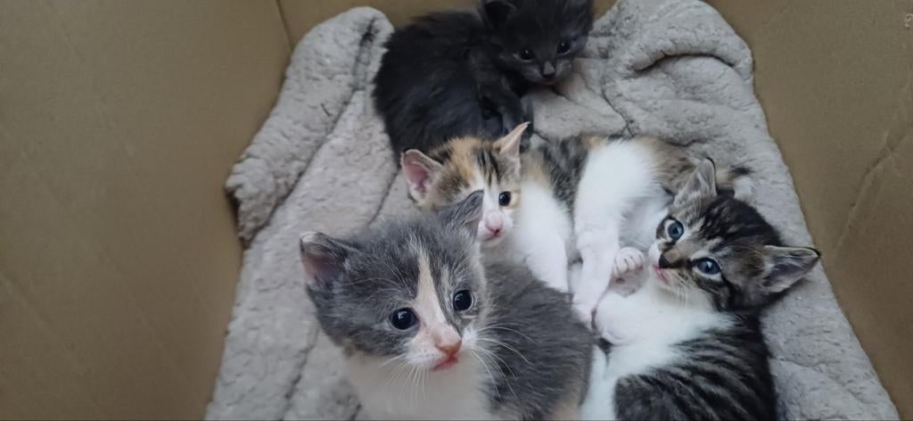 Te koop per kitten 3 kittens 1 mannetje en 2 vrouwtjes