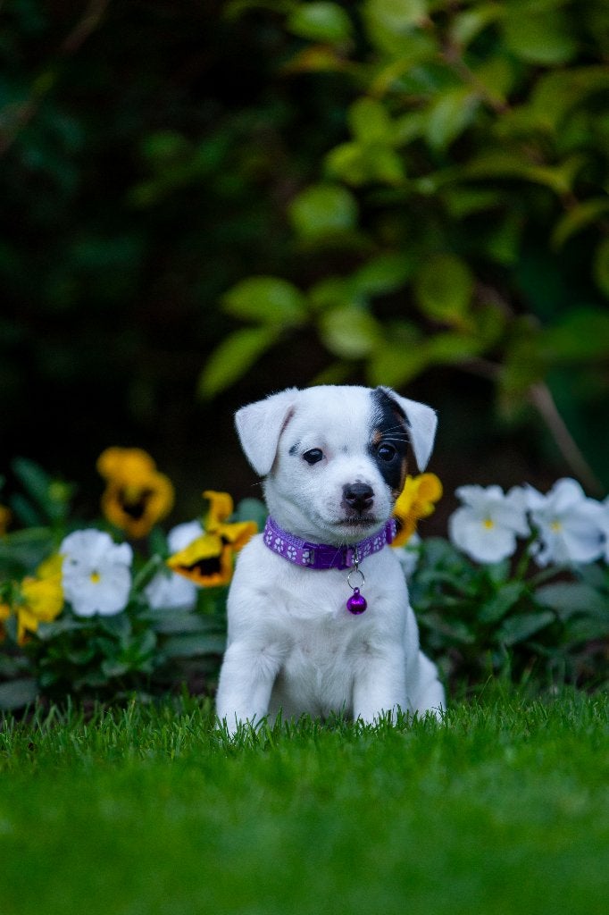 Jack russel puppy's, Dieren en Toebehoren, Jack Russell Terriër, CDV (hondenziekte), 8 tot 15 weken, Meerdere