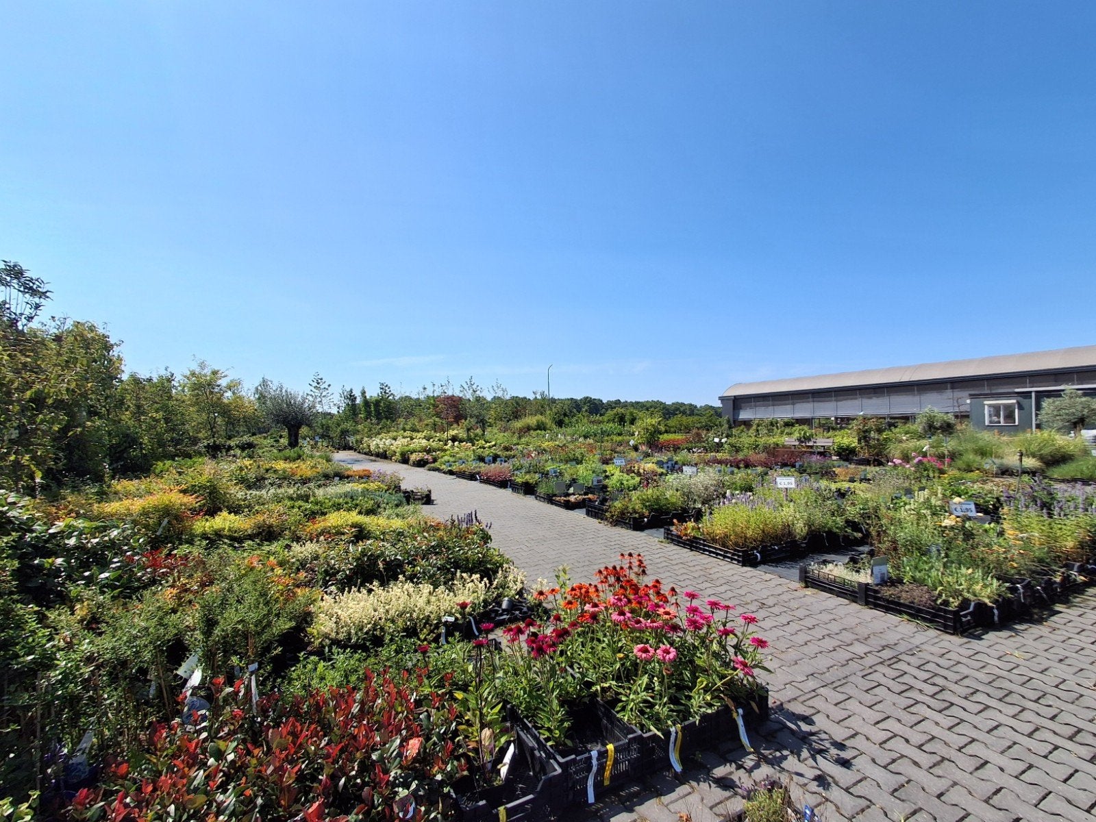 Kwekerij / Tuincentrum met Groot Assortiment Planten, Volle zon, Vaste plant, Ophalen of Verzenden, Fruitplanten