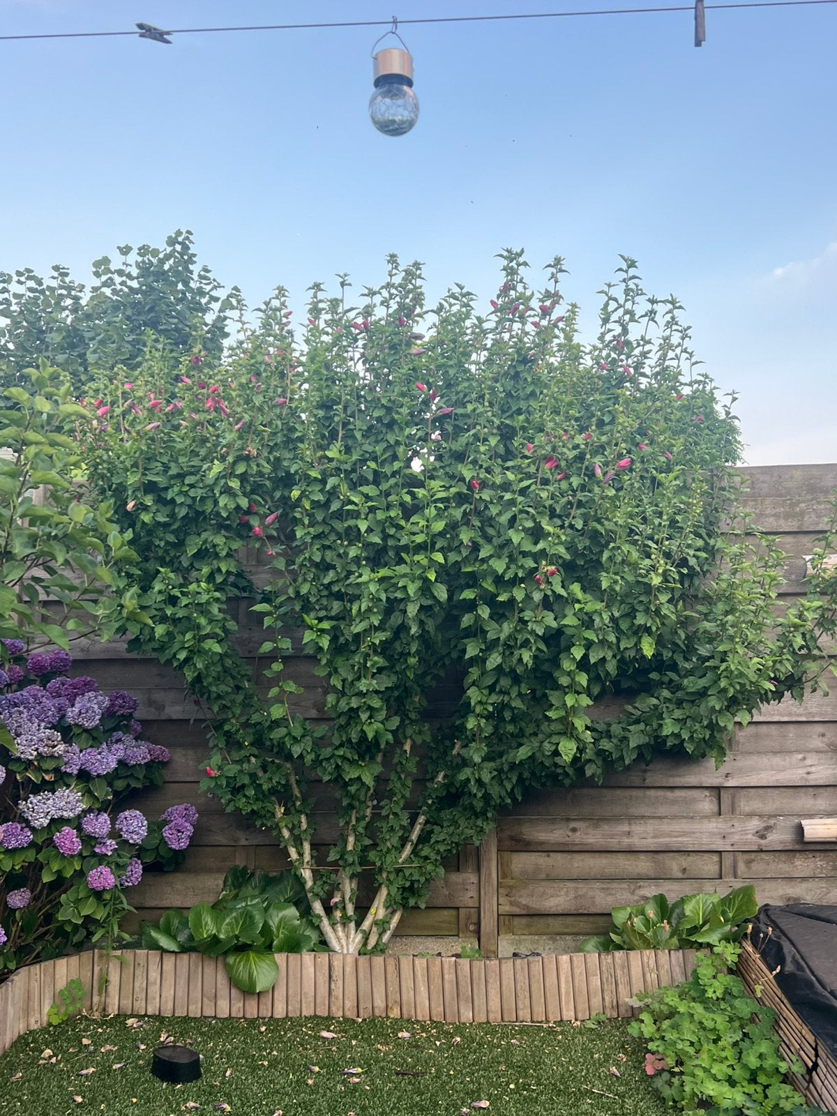 Mooie Hibiscus struik, Tuin en Terras, Planten | Bomen, Overige soorten, 100 tot 250 cm, Volle zon, Zomer, Ophalen