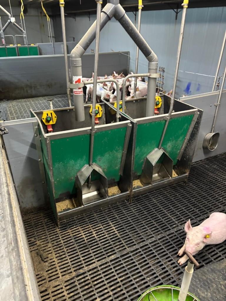 Hokinrichting voor biggen [242], Dieren en Toebehoren, Schapen, Geiten en Varkens, Meerdere dieren, Schaap