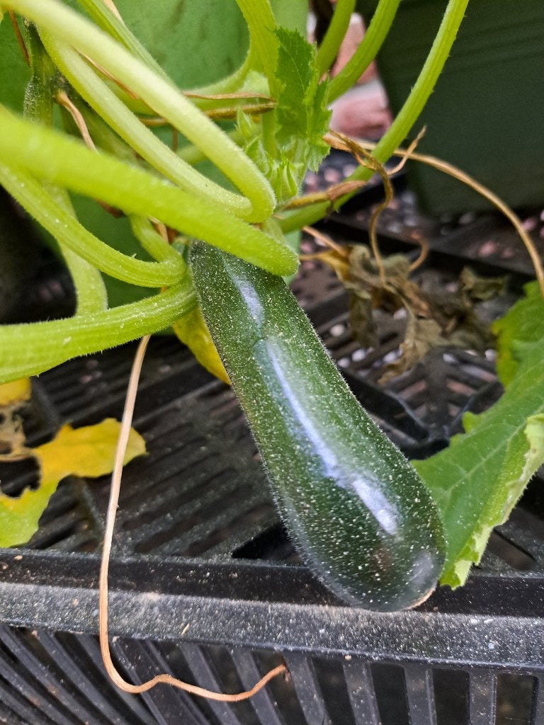 courgette groenteplant met vrucht, Ophalen, Volle zon, Groenteplanten, Eenjarig