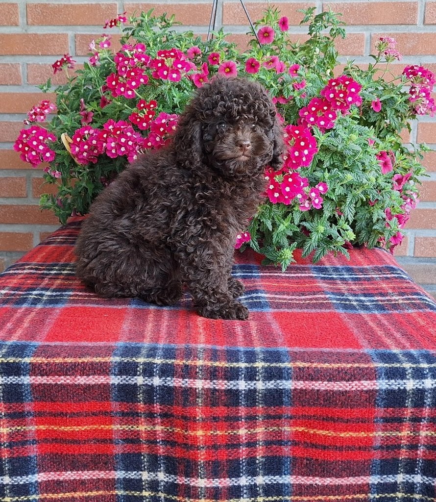 Schitterende bruine toypoedel pups, Poedel, Parvo, Reu, 8 tot 15 weken