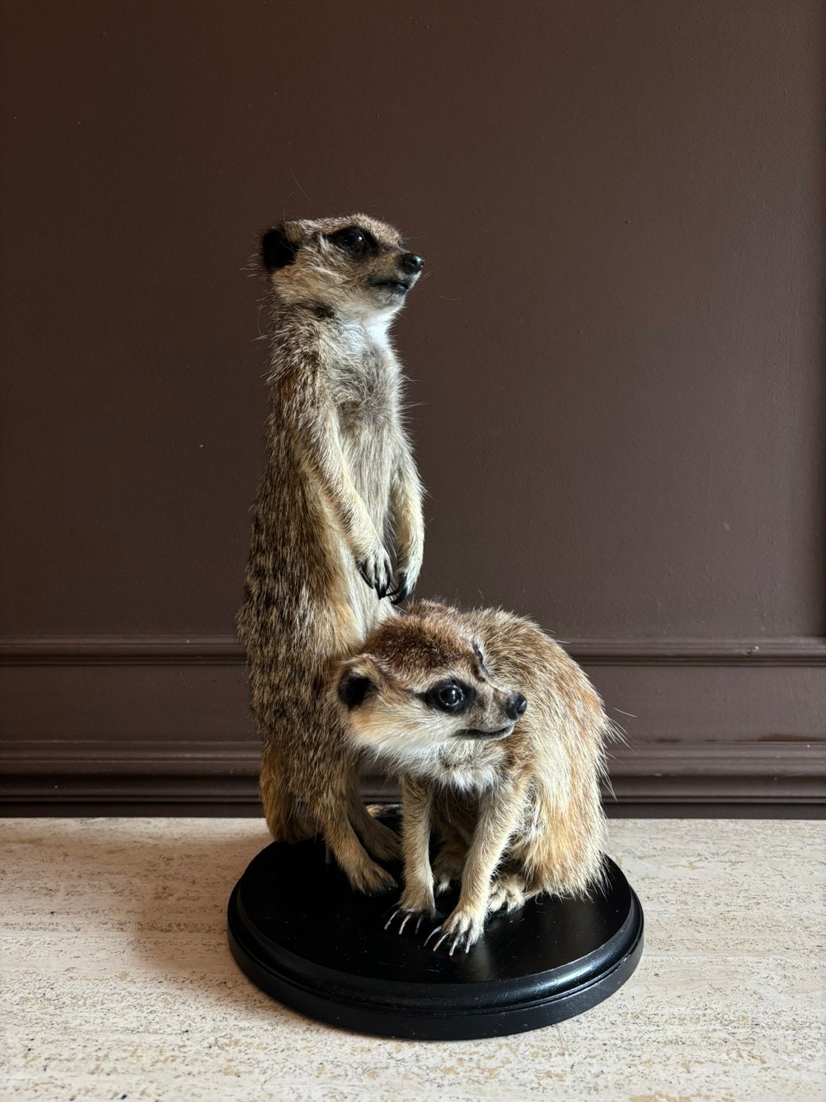 Duo Stokstaartjes op sokkel | Janneke Vos Taxidermie, Ophalen, Nieuw, Opgezet dier