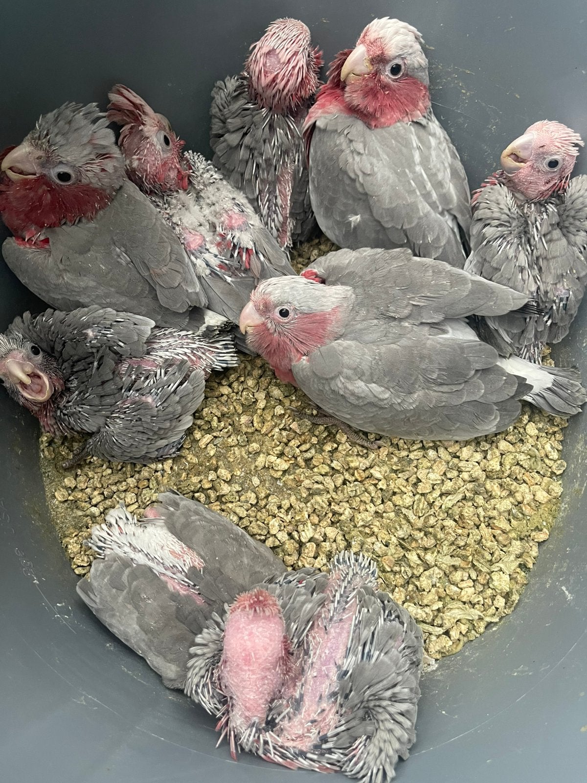 Te reserveren tame rose kakatoe