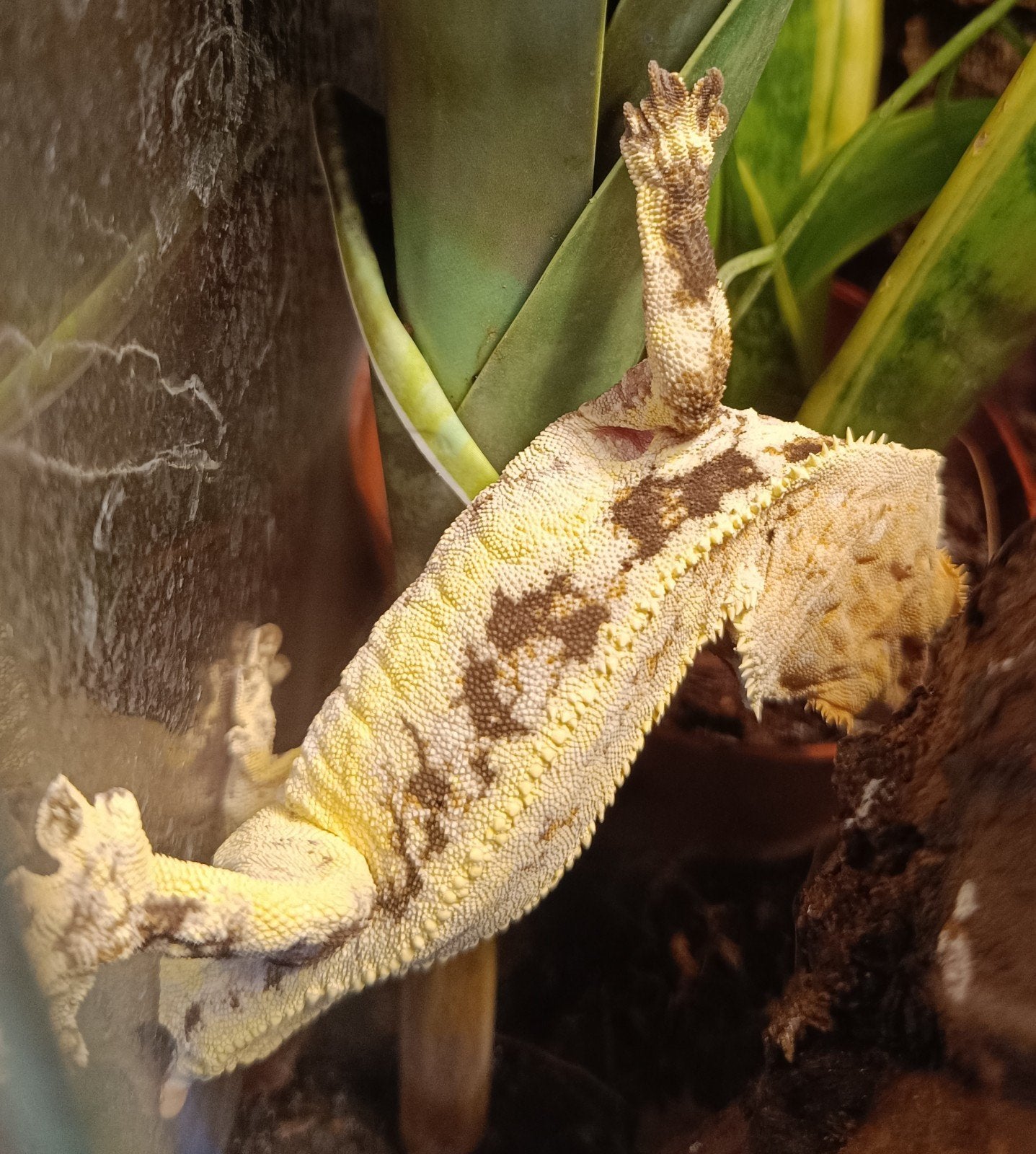 Wimpergekko man Lilly White frogbutt Crested Gecko photo 3