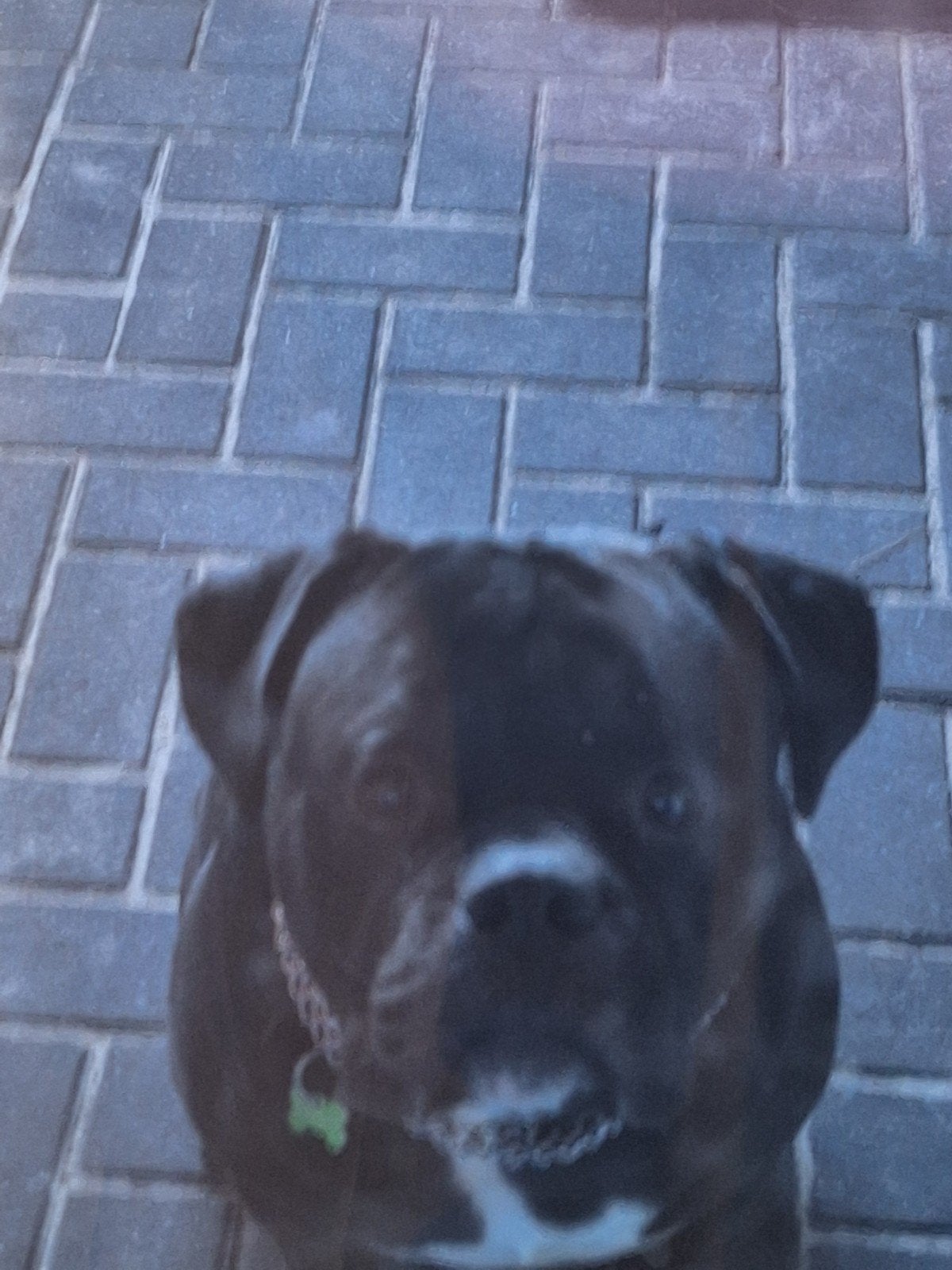 old english bulldog x pocket bully, Dieren en Toebehoren, Reu, 1 tot 2 jaar, Parvo, Eén hond