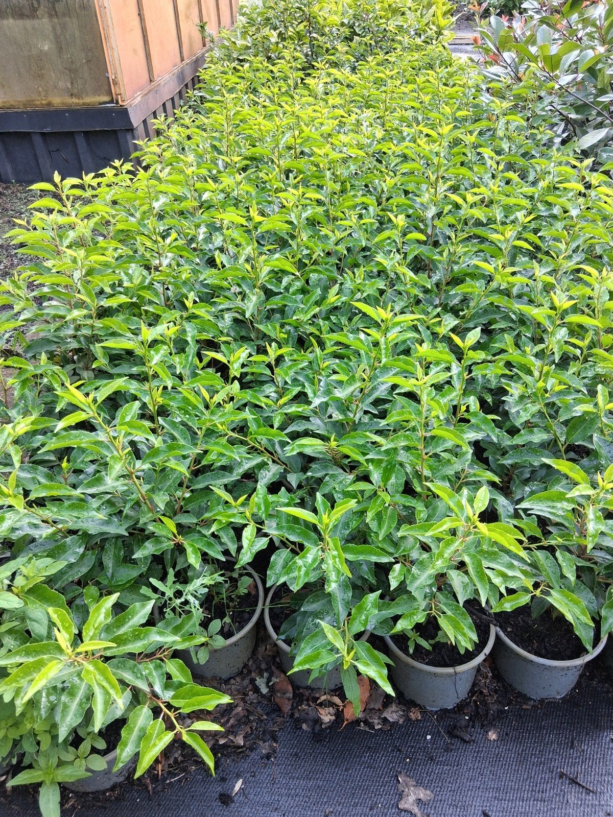TE KOOP: Prunus lusitanica (Portugese laurier), Tuin en Terras, Planten | Struiken en Hagen, Ophalen, Laurier, 100 tot 250 cm