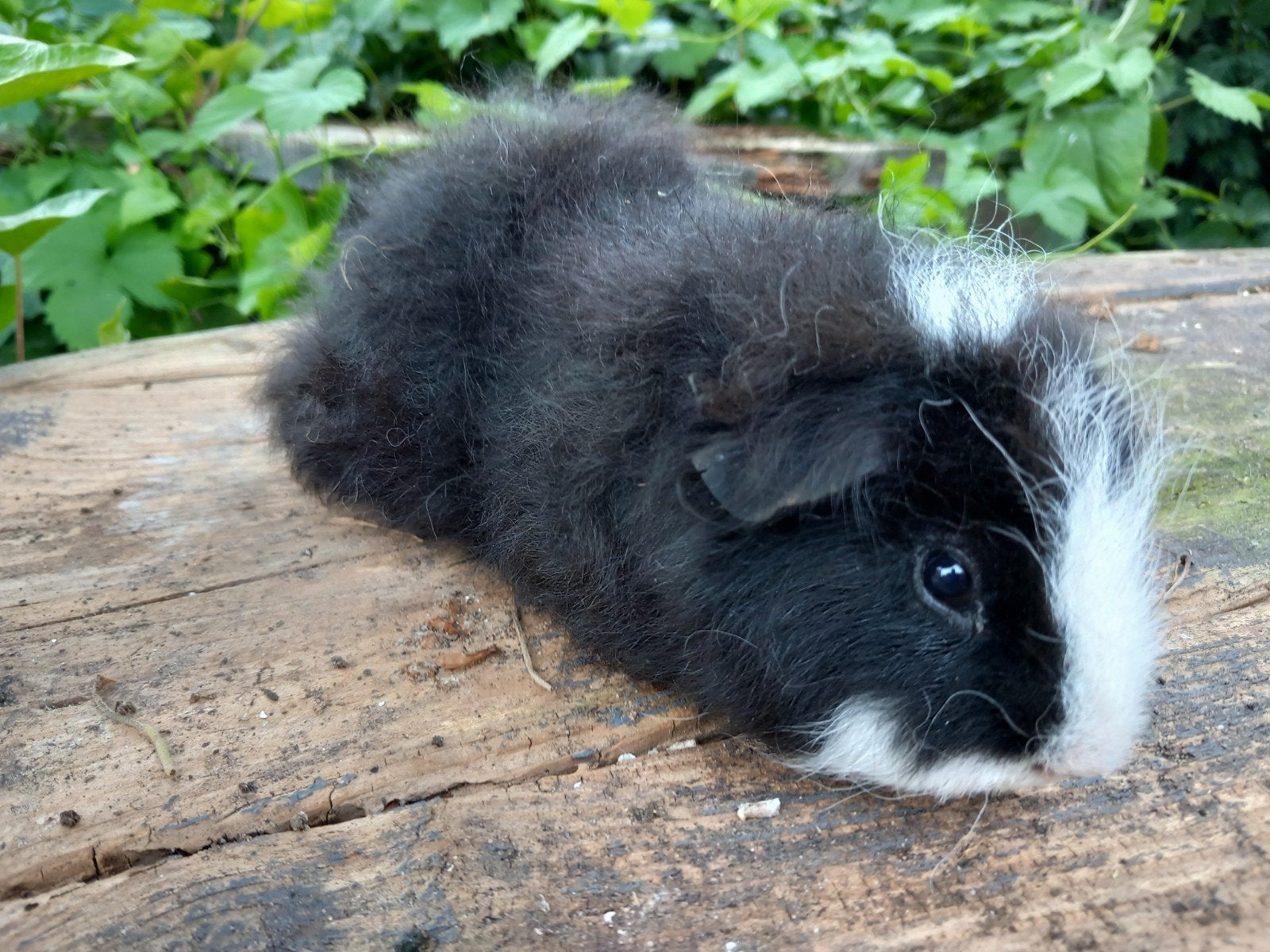 Ch teddy beertje, Dieren en Toebehoren, April, Mannelijk, Cavia