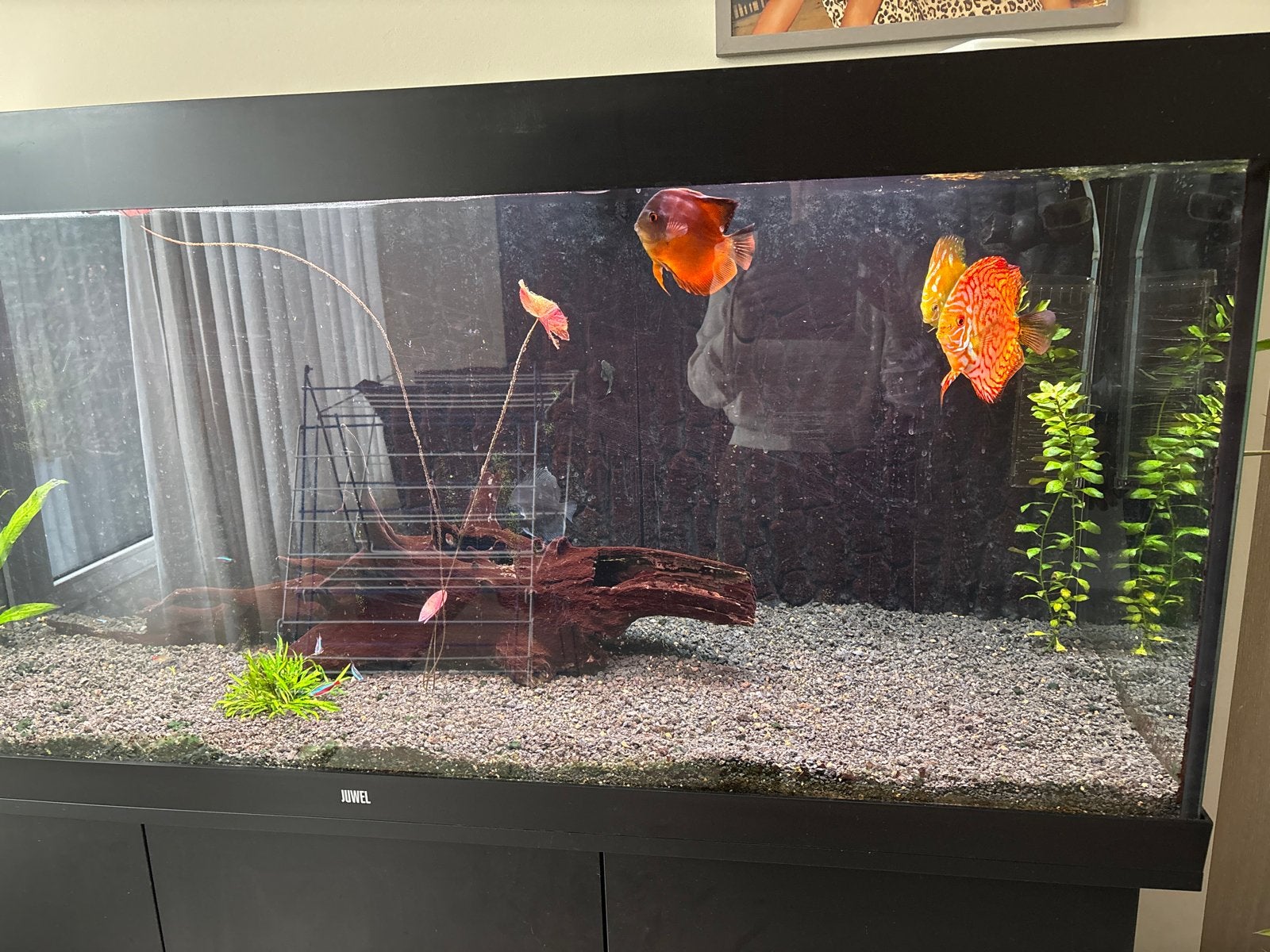 Aquarium, Ophalen, Gevuld zoetwateraquarium