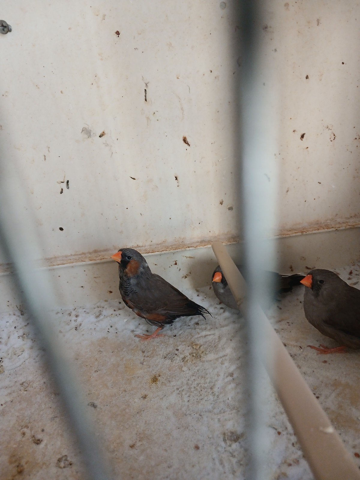 charcoal zebravinken 3 stuks bieden naar waarde, Dieren en Toebehoren, Vogels | Overige Vogels, Meerdere dieren