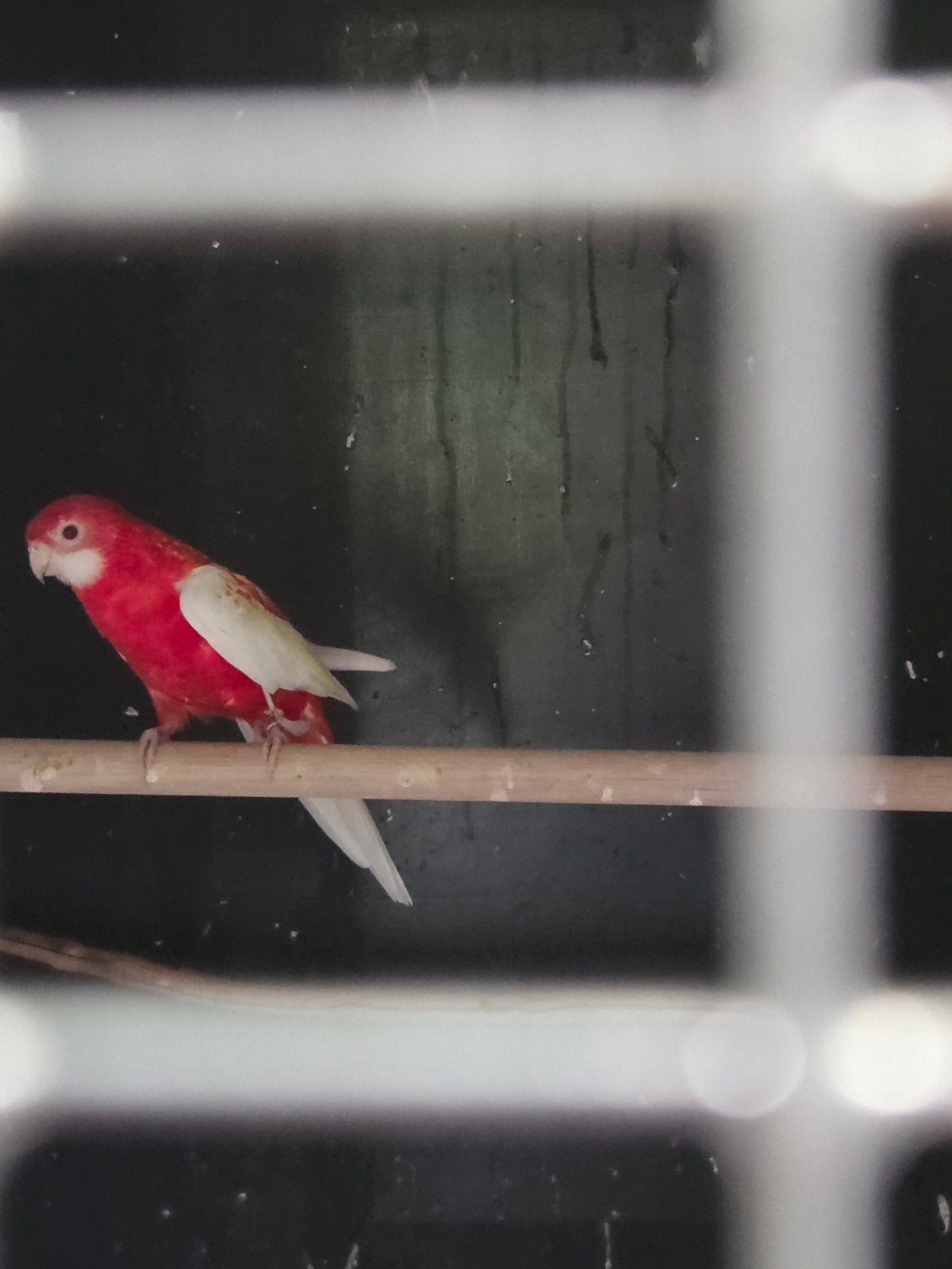 mooie rubino rosella man van 2023, Mannelijk, Parkiet