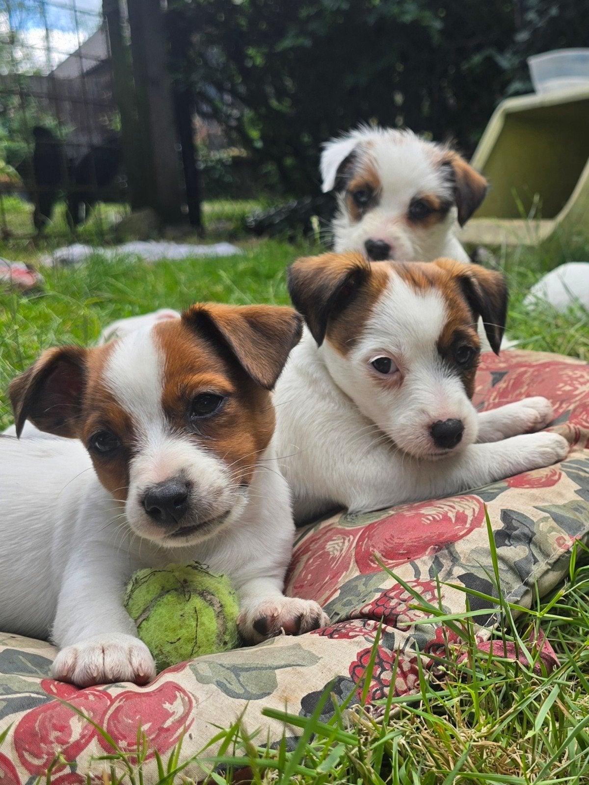 Mooie zuivere Broken Coat/Ruwharige Jack Russel pups, Parvo, Jack Russell Terriër, 8 tot 15 weken, Meerdere