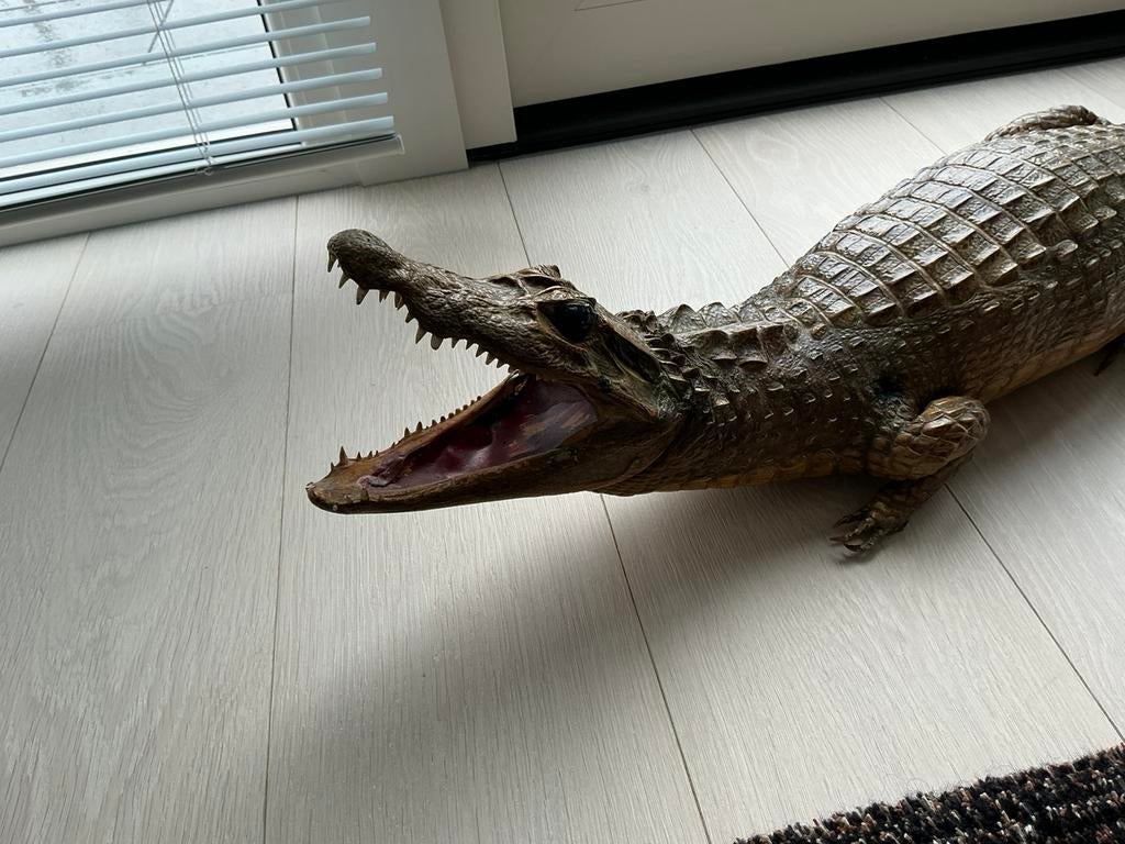 Opgezette Kaaiman uit de jaren '60 - Uniek exemplaar, Verzamelen, Dierenverzamelingen, Ophalen, Reptiel of Amfibie, Opgezet dier